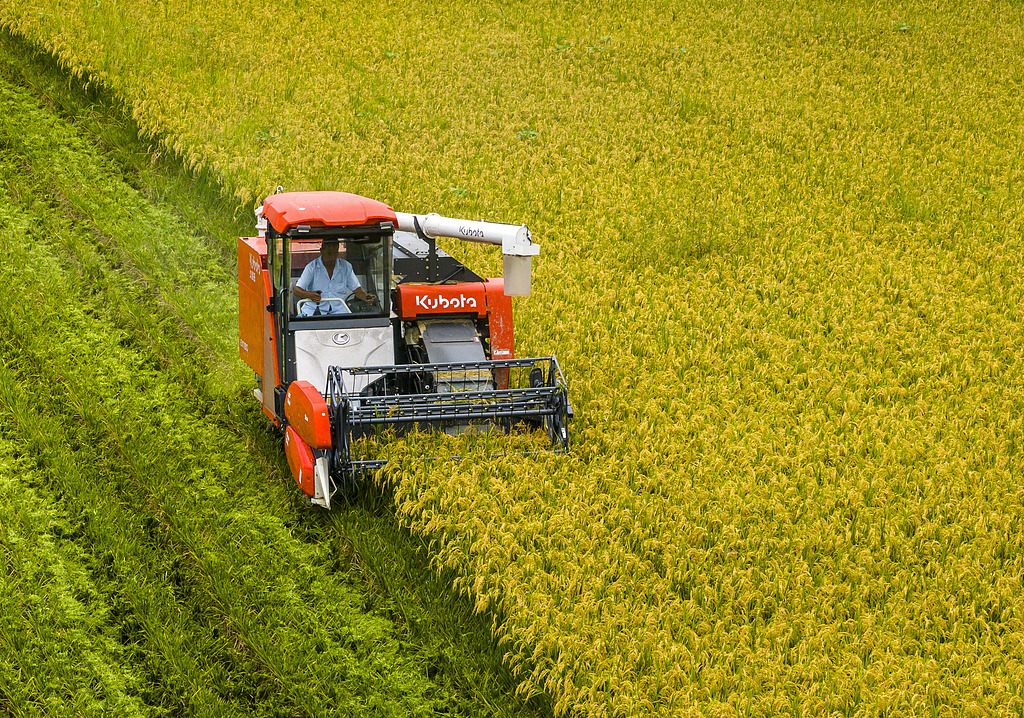 安徽芜湖：农民驾驶收割机抢收再生稻