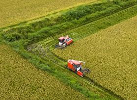 安徽芜湖：农民驾驶收割机抢收再生稻