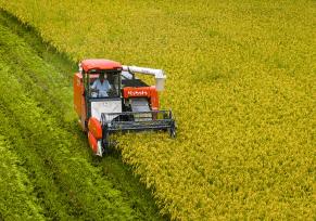 安徽芜湖：农民驾驶收割机抢收再生稻