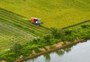 安徽芜湖：农民驾驶收割机抢收再生稻