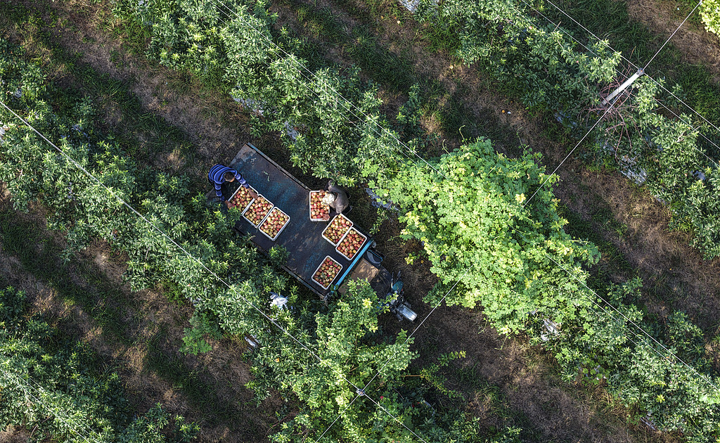 山东东营：果农们将采摘的苹果装车