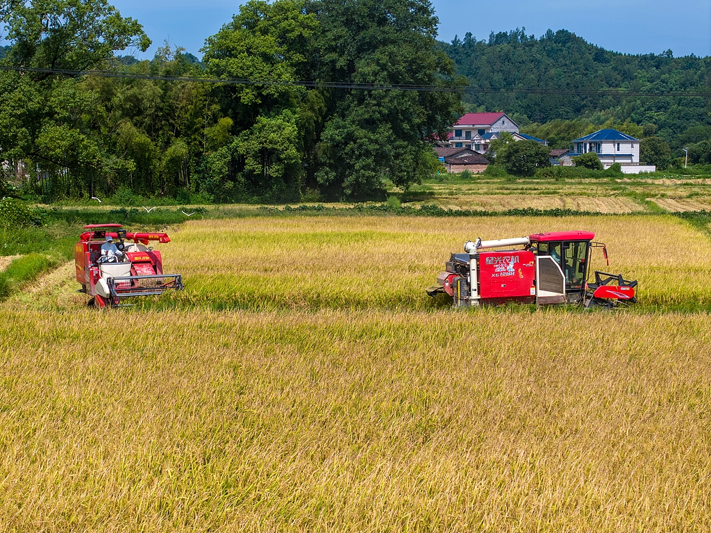 江西抚州：农机手驾驶收割机抢收再生稻