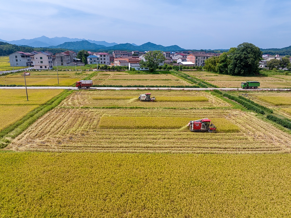 江西抚州：农机手驾驶收割机抢收再生稻