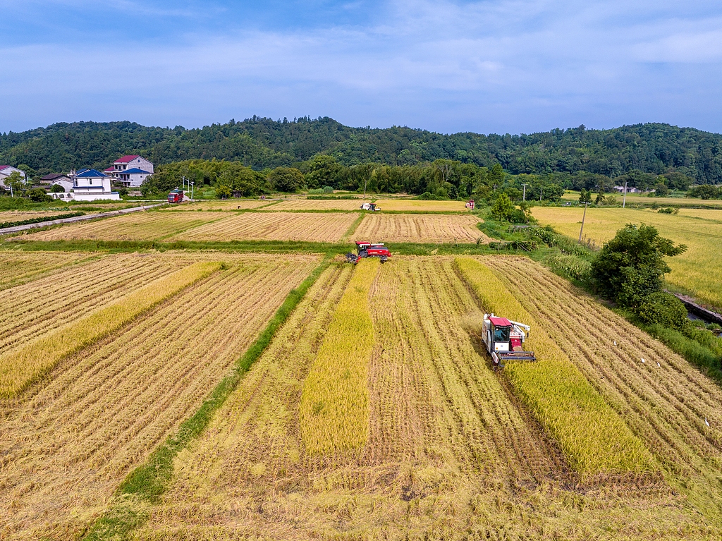 江西抚州：农机手驾驶收割机抢收再生稻
