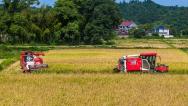 江西抚州：农机手驾驶收割机抢收再生稻