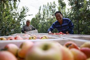 山东东营：果农们将采摘的苹果装车