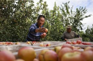 山东东营：果农们将采摘的苹果装车
