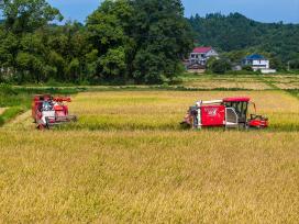 江西抚州：农机手驾驶收割机抢收再生稻