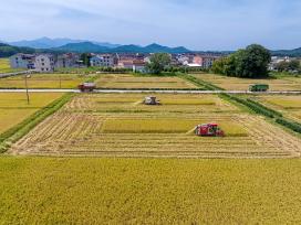 江西抚州：农机手驾驶收割机抢收再生稻