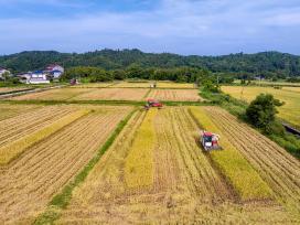 江西抚州：农机手驾驶收割机抢收再生稻