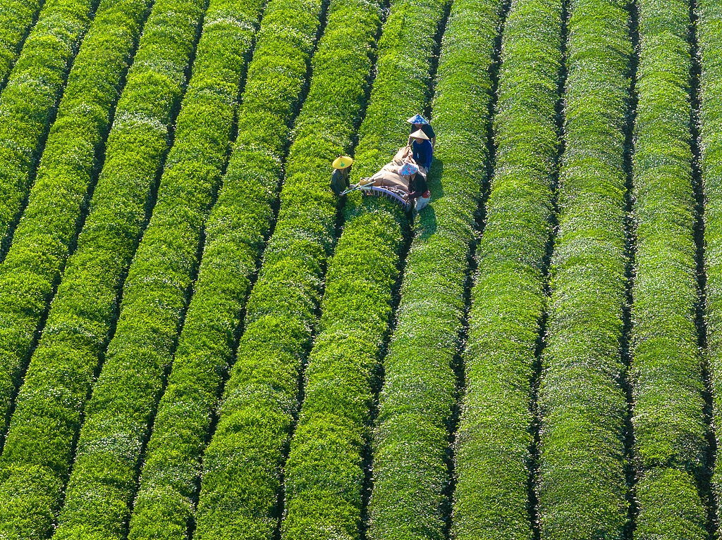 江西抚州：茶农们用采茶机采收秋茶