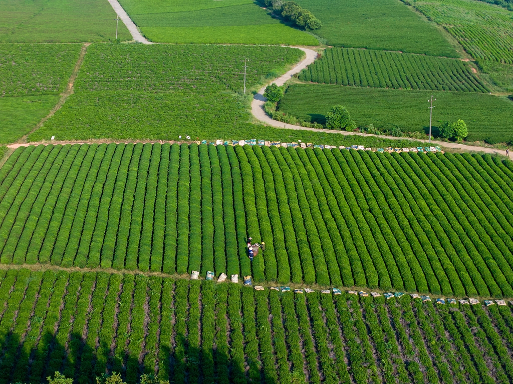 江西抚州：茶农们用采茶机采收秋茶
