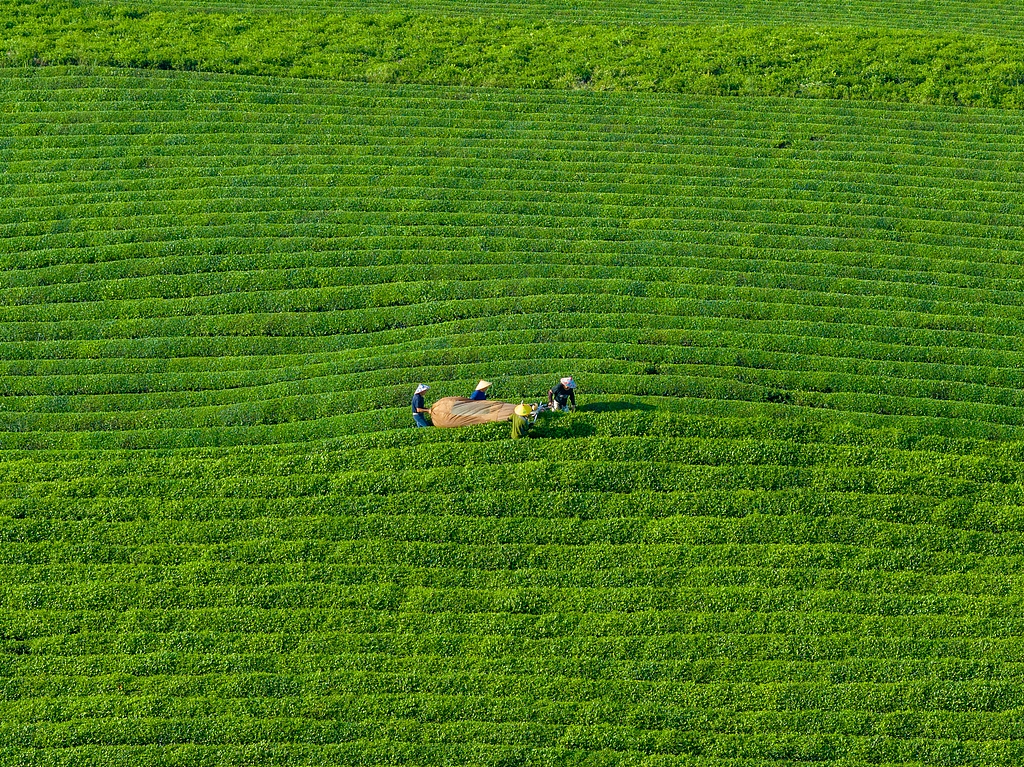 江西抚州：茶农们用采茶机采收秋茶