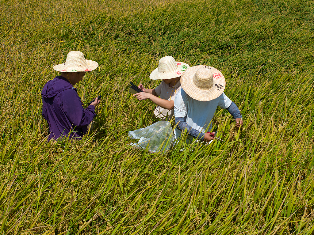 江西金溪：农技人员稻田测产验收