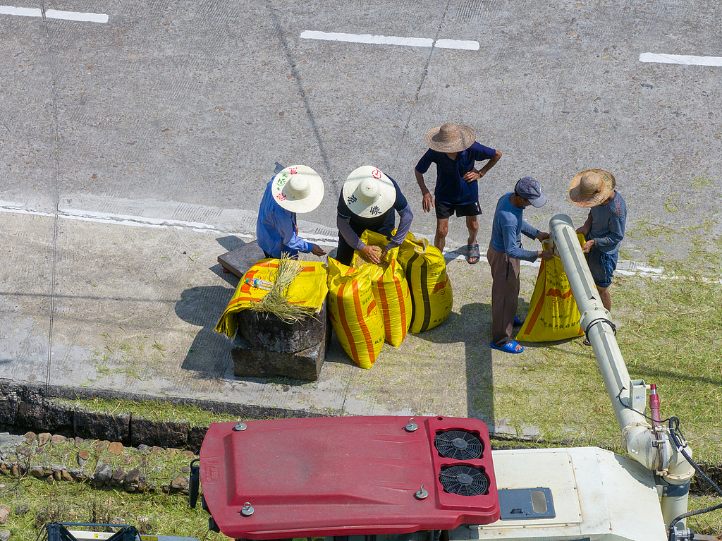 江西金溪：农技人员稻田测产验收