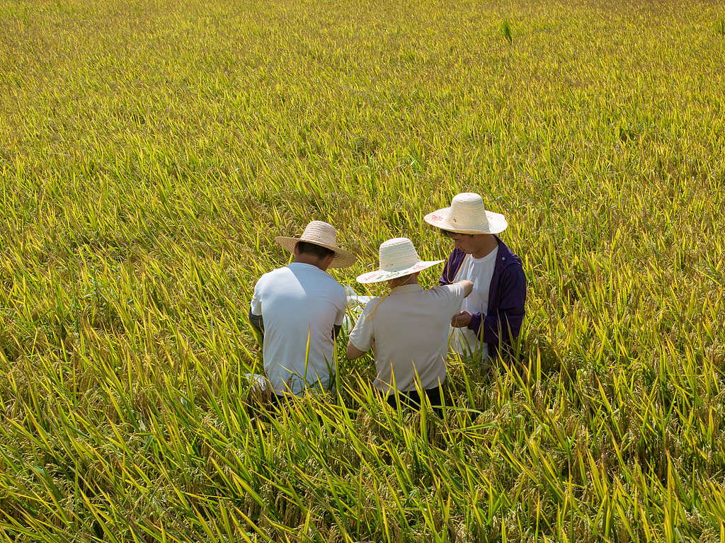江西金溪：农技人员稻田测产验收