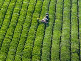江西抚州：茶农们用采茶机采收秋茶