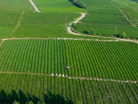 江西抚州：茶农们用采茶机采收秋茶