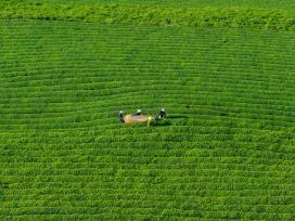江西抚州：茶农们用采茶机采收秋茶