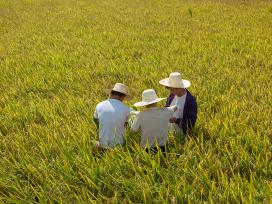 江西金溪：农技人员稻田测产验收
