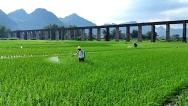 广西来宾：农民进行晚稻喷防作业