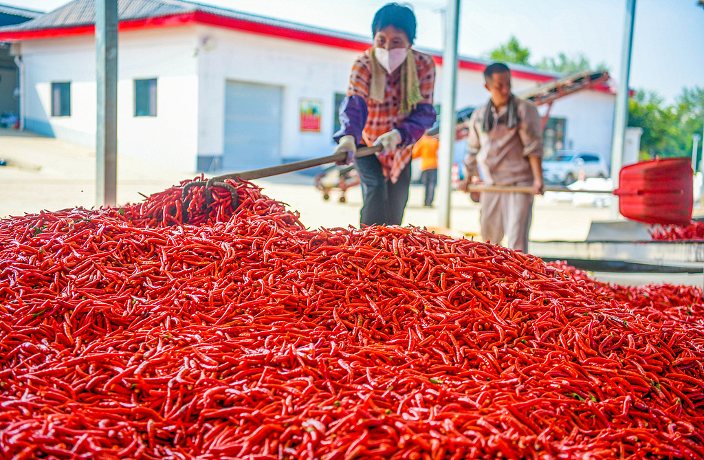 河南洛阳：村民采摘并加工辣椒