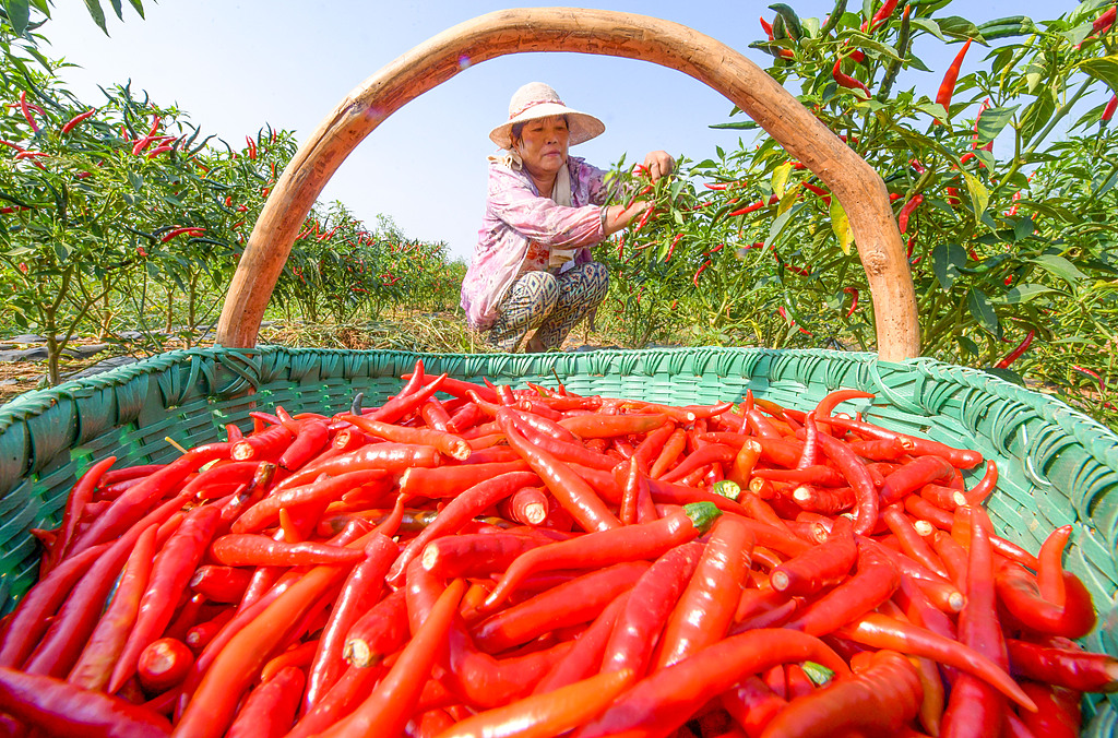 河南洛阳：村民采摘并加工辣椒