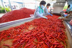 河南洛阳：村民采摘并加工辣椒
