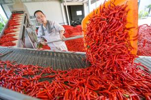 河南洛阳：村民采摘并加工辣椒