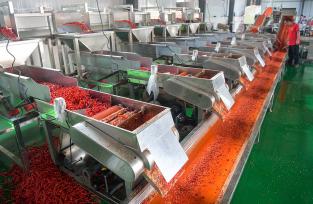 河南洛阳：村民采摘并加工辣椒