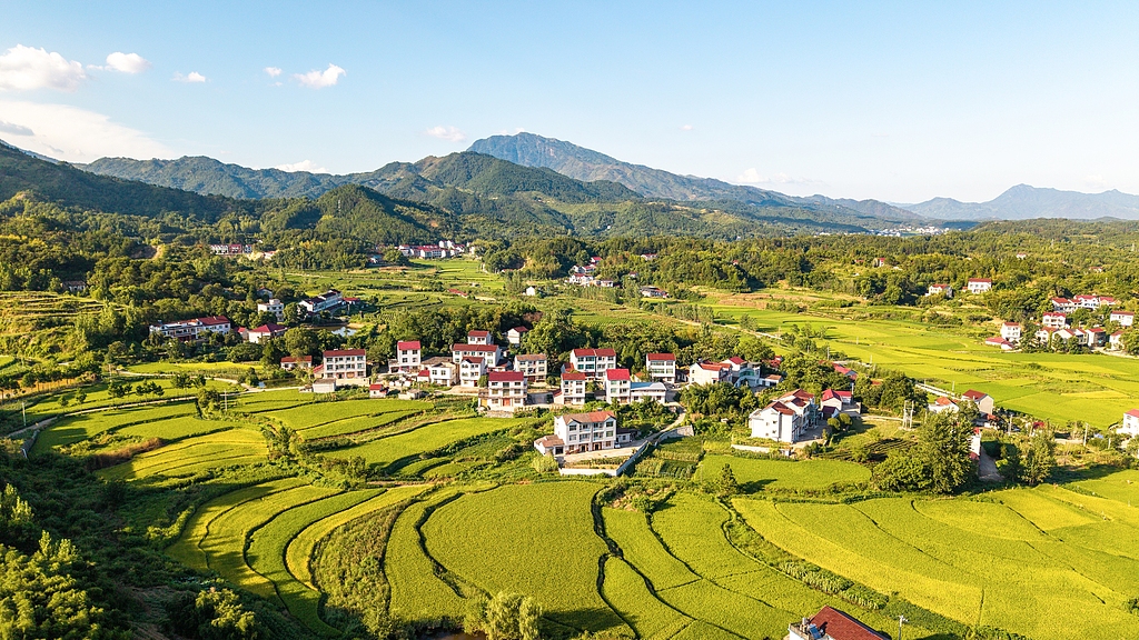 湖北黄冈：稻谷陆续成熟“丰”景如画