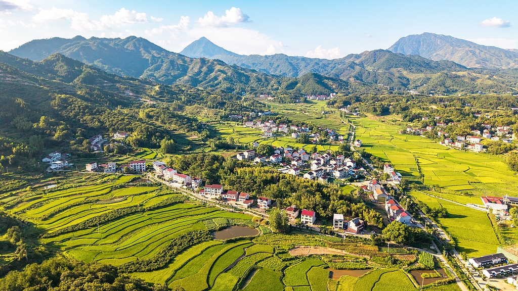 湖北黄冈：稻谷陆续成熟“丰”景如画
