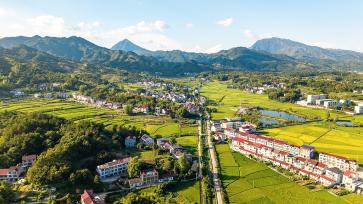 湖北黄冈：稻谷陆续成熟“丰”景如画