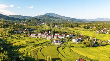 湖北黄冈：稻谷陆续成熟“丰”景如画