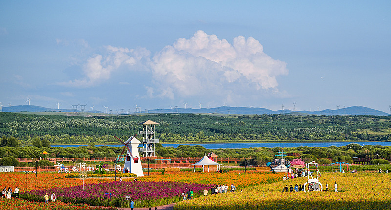 内蒙古锡盟：多伦湖景区五彩花海绽放