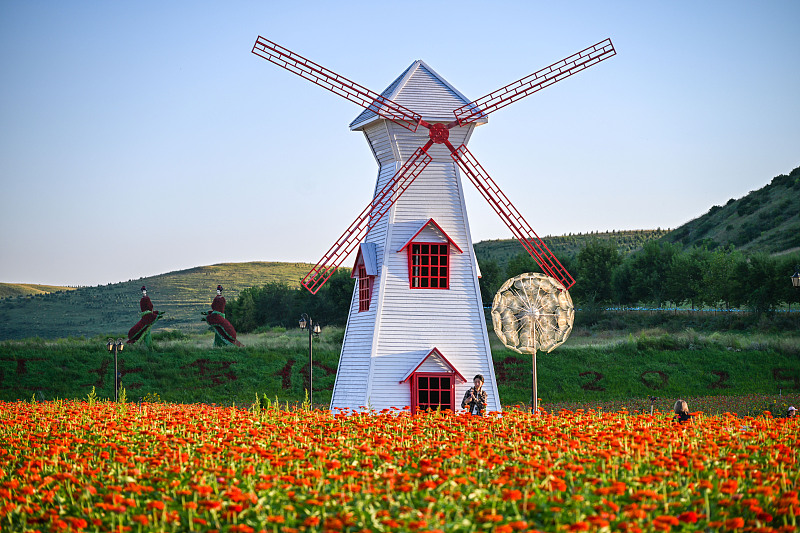 内蒙古锡盟：多伦湖景区五彩花海绽放