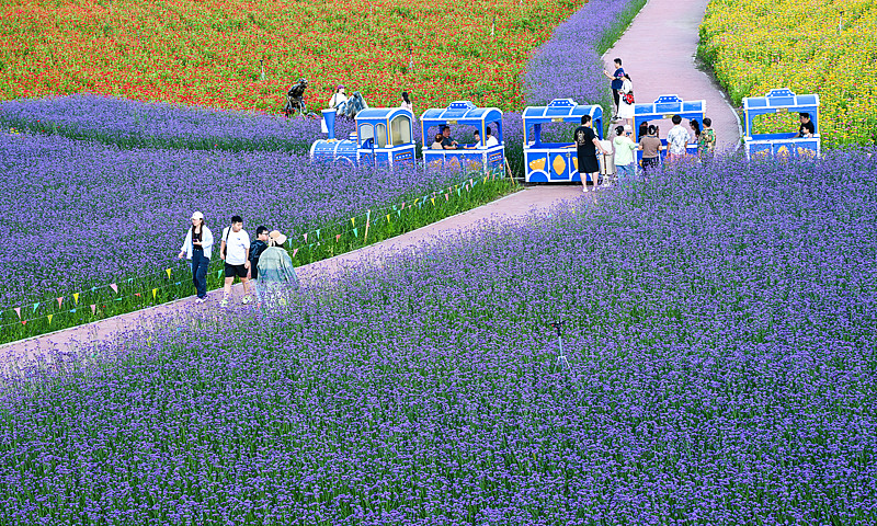 内蒙古锡盟：多伦湖景区五彩花海绽放