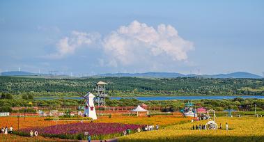 内蒙古锡盟：多伦湖景区五彩花海绽放