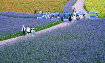 内蒙古锡盟：多伦湖景区五彩花海绽放