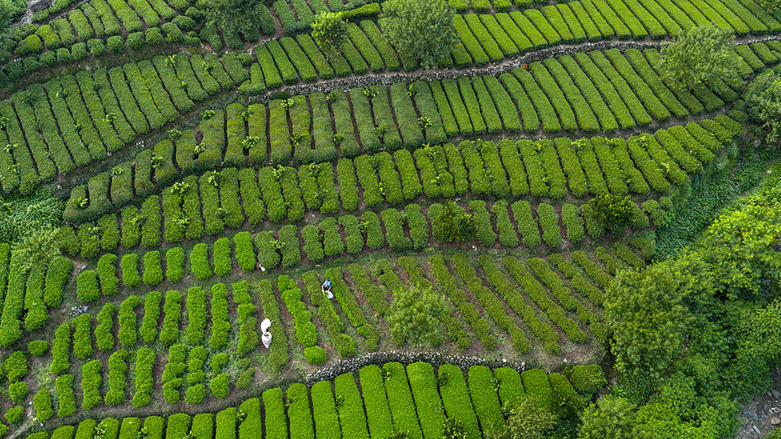 湖北宜昌：茶農采摘秋茶助增收
