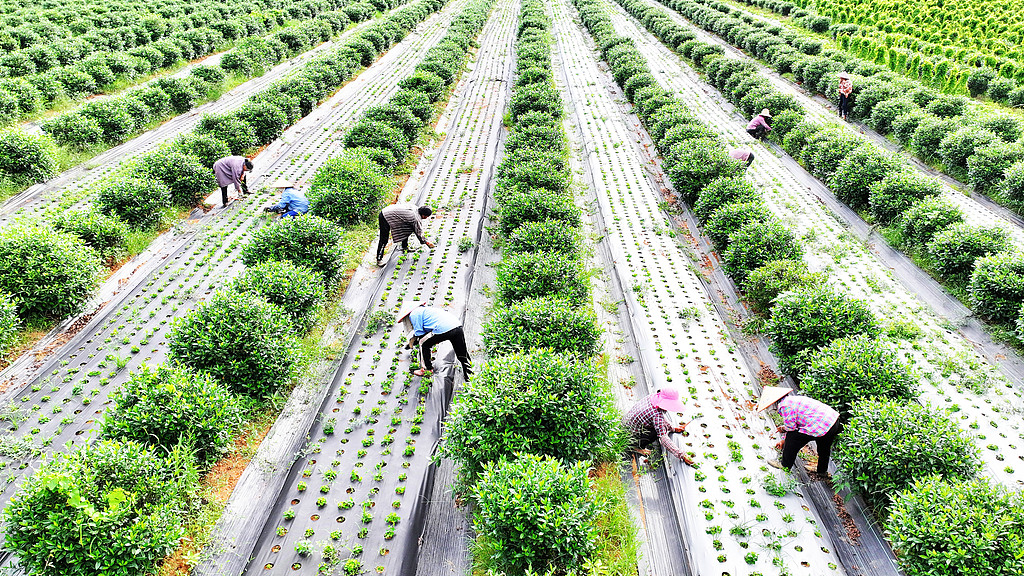 江西吉安：农民在中药材基地田间管护