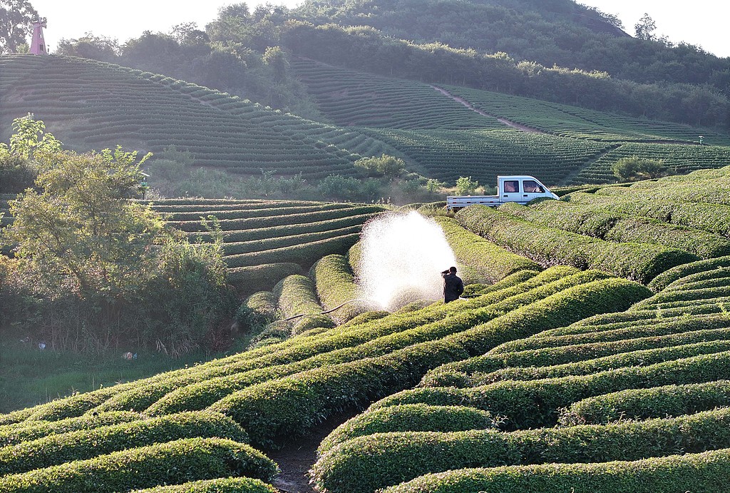 浙江金华：茶农在茶园喷水