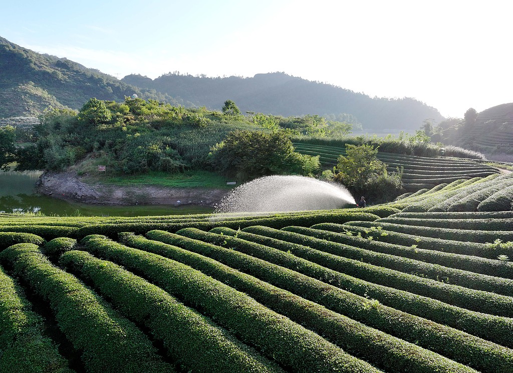 浙江金华：茶农在茶园喷水