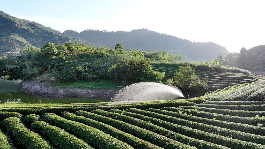 浙江金华：茶农在茶园喷水