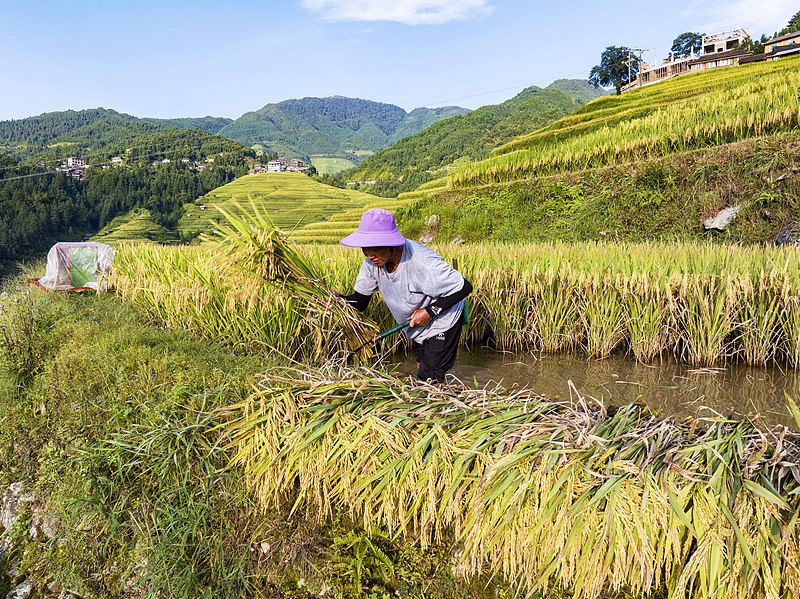 贵州从江：加榜梯田陆续成熟 村民抢收水稻