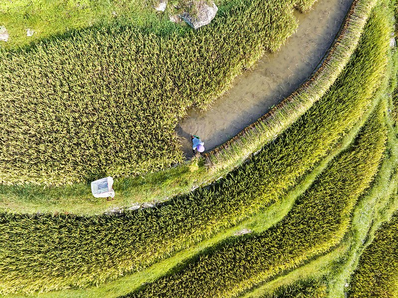 贵州从江：加榜梯田陆续成熟 村民抢收水稻