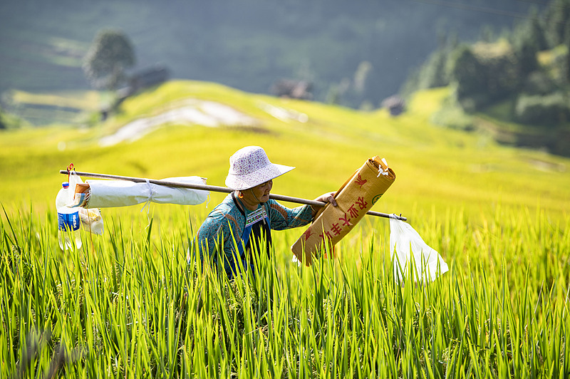 贵州从江：加榜梯田陆续成熟 村民抢收水稻