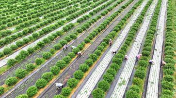 江西吉安：农民在中药材基地田间管护
