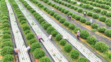 江西吉安：农民在中药材基地田间管护