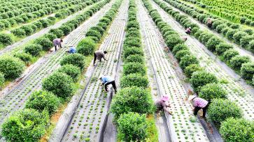 江西吉安：农民在中药材基地田间管护